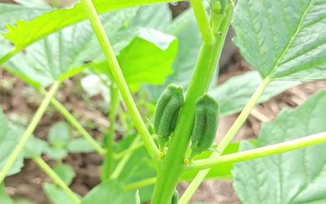 芝麻价格多少钱一斤