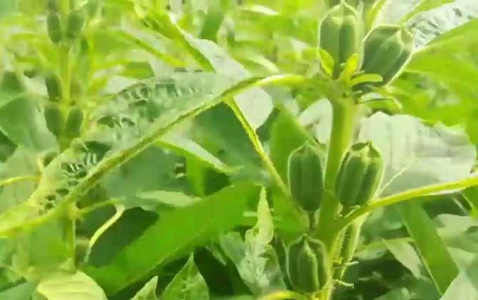 丢了西瓜捡芝麻是什么意思