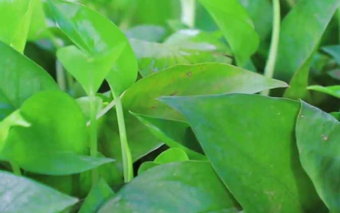 水培绿萝怎么养才能更旺盛