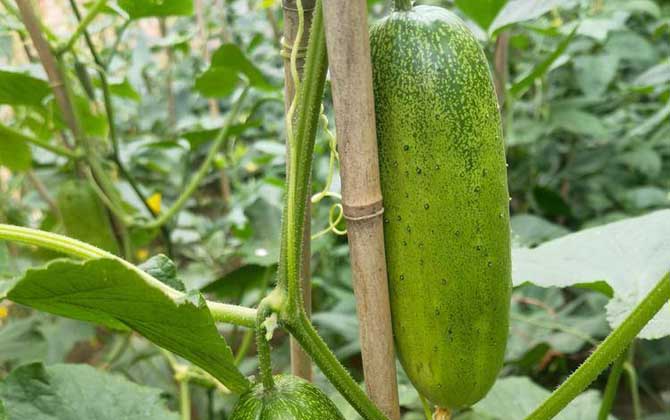 黄瓜是什么植物