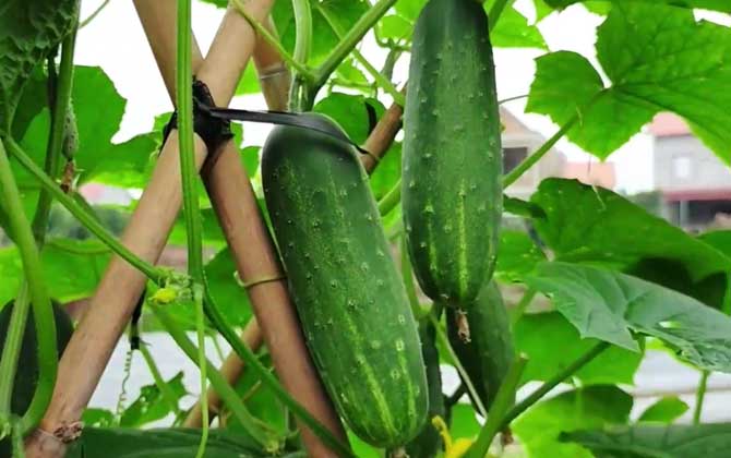 黄瓜为什么叫黄瓜