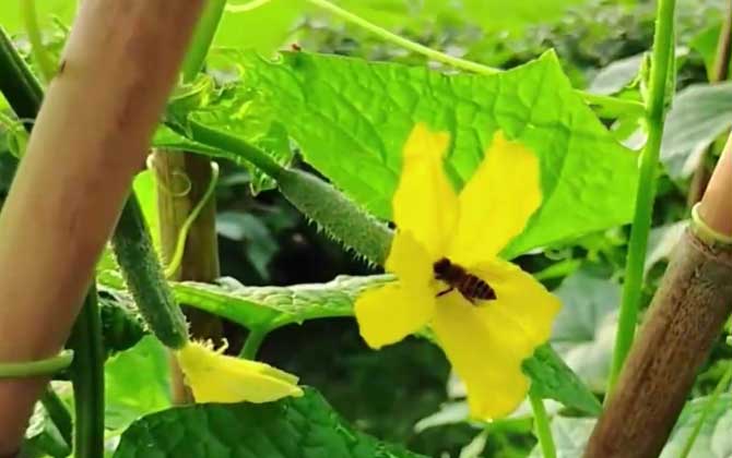 猫为什么怕黄瓜