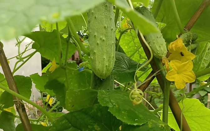 一根黄瓜的热量是多少