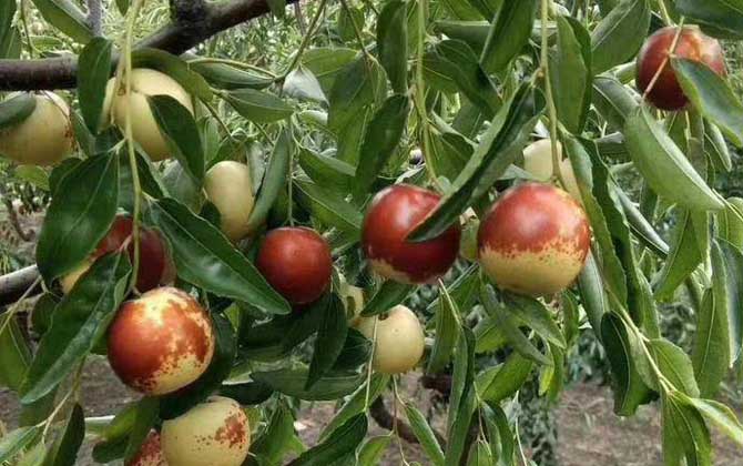 冬枣是什么植物