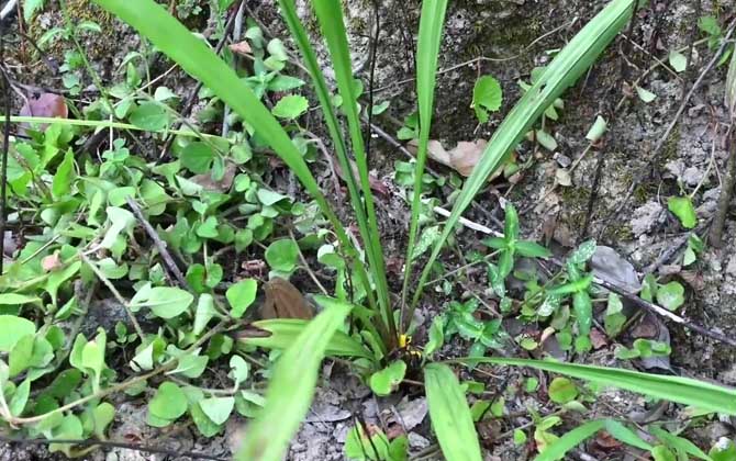 独脚仙茅是什么植物