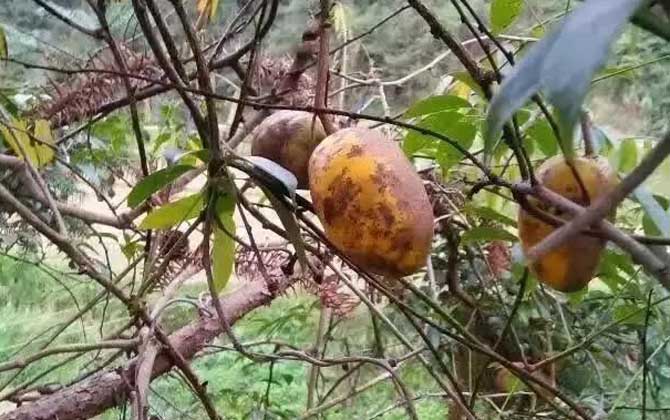 野木瓜是什么植物