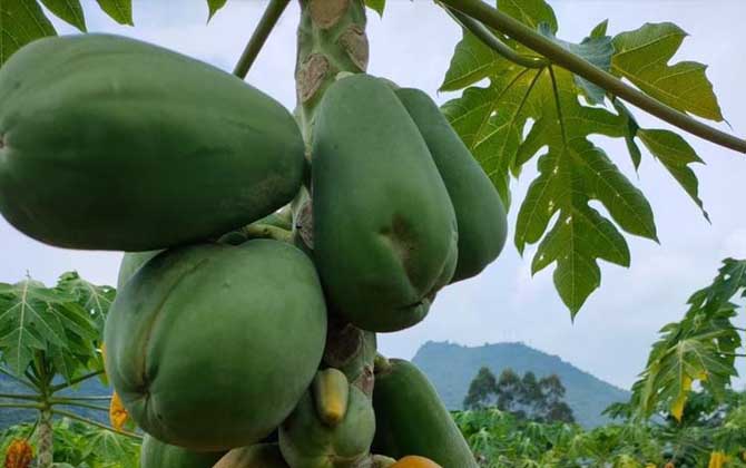 青木瓜是什么植物