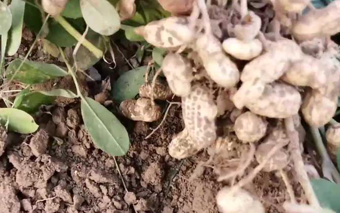 花生是什么植物