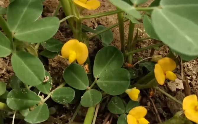 落花生种植技术及病害防治