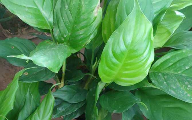 万年青是什么植物