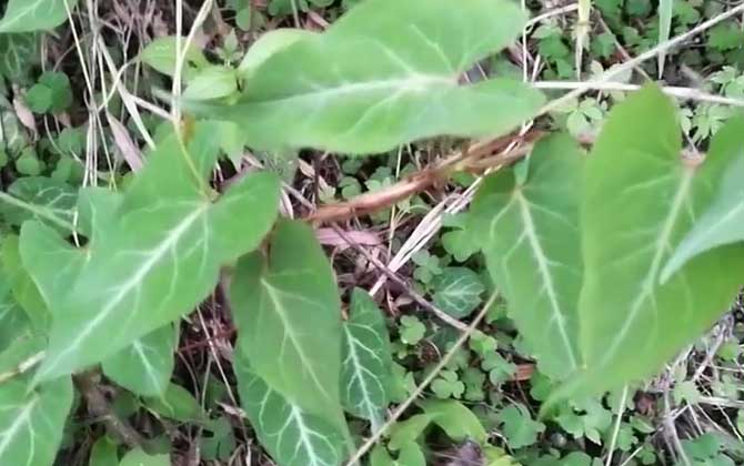 何首乌是什么植物