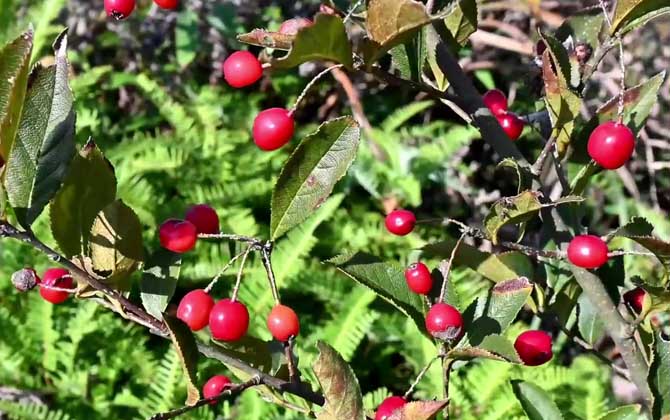 小叶石楠是什么植物