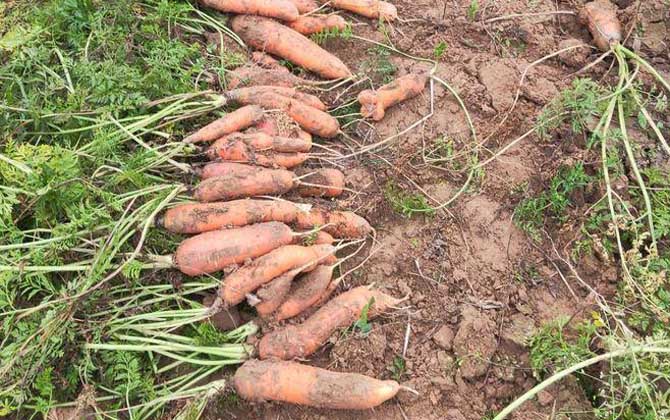 胡萝卜是什么植物