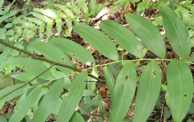 黄精产地在哪里