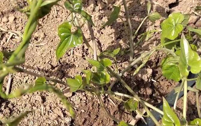 山药藤是什么植物