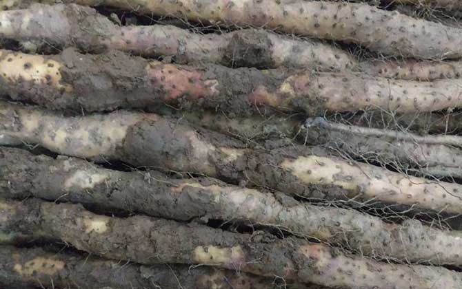 铁棍山药是什么植物