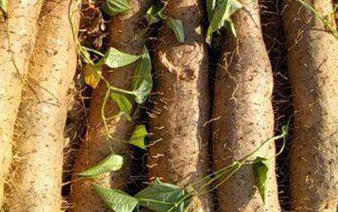 怀山药是什么植物