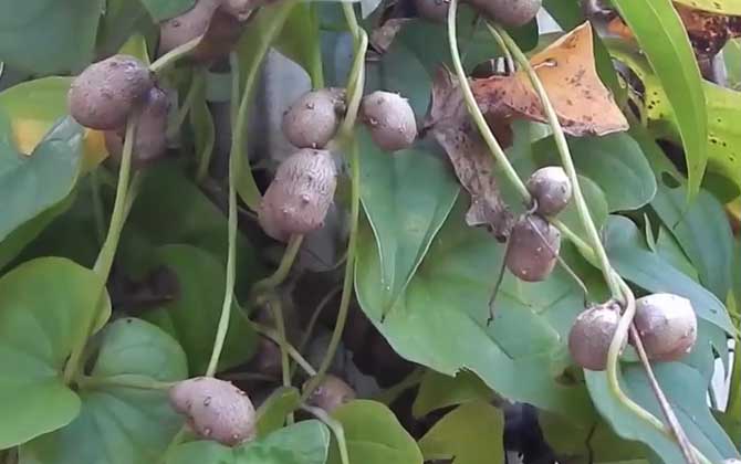 山药豆是什么东西