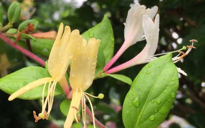 金银花是什么植物