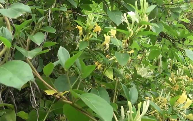 金银花产地在哪里