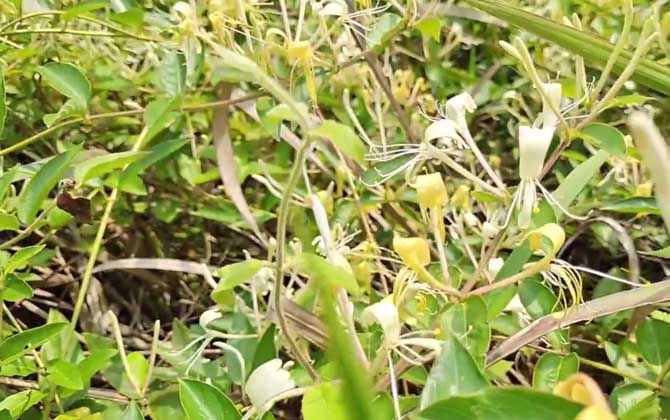 金银花价格多少钱一斤