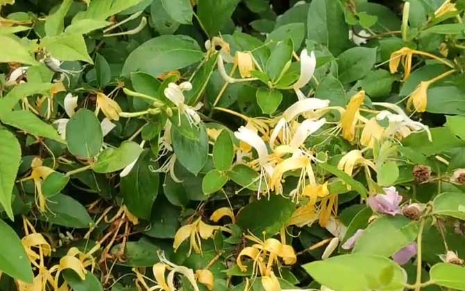 金银花苗价格多少钱一株