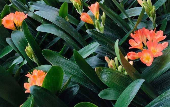 君子兰是什么植物