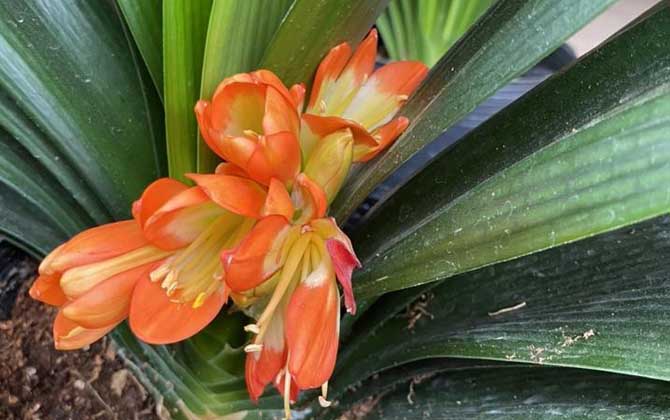 君子兰夹箭怎么办