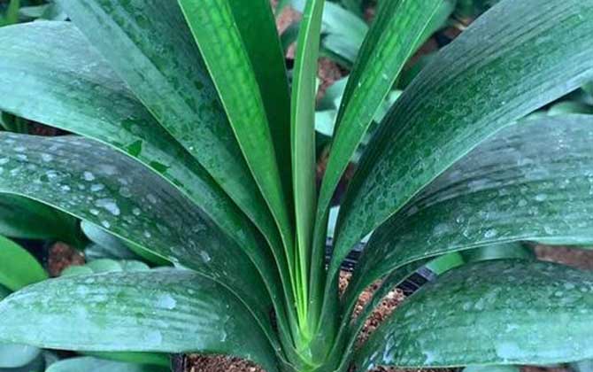 君子兰什么时候开花