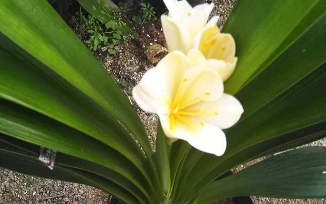 君子兰烂根怎么办