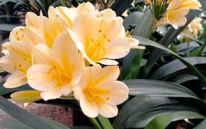 君子兰开花有什么兆头