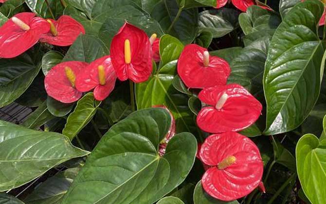 火鹤花是什么植物