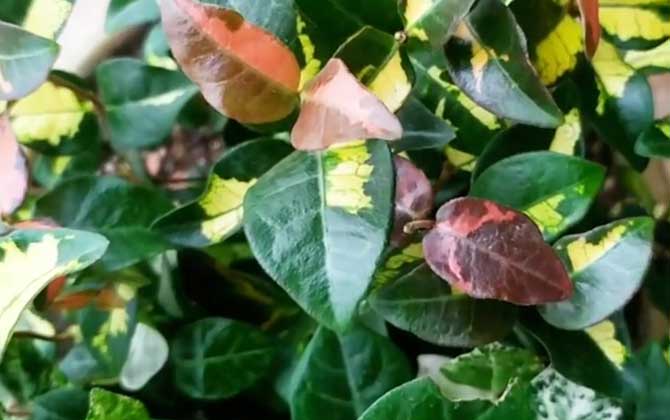 花叶络石是什么植物