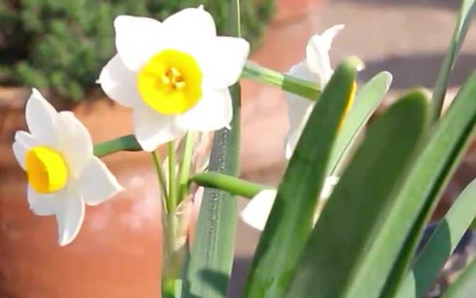 水仙花是什么植物