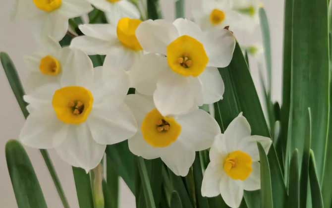 水仙不开花是怎么回事