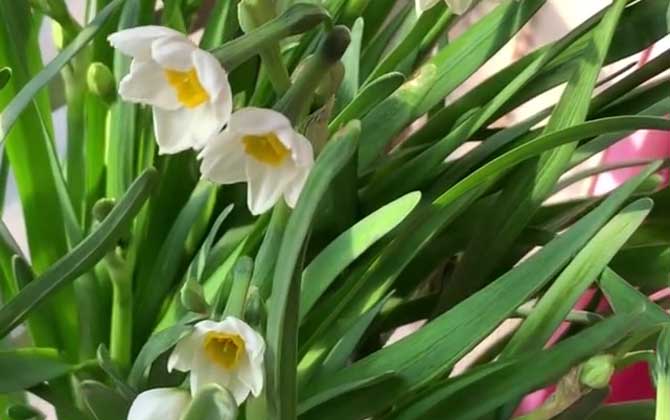 水仙不开花的歇后语是什么