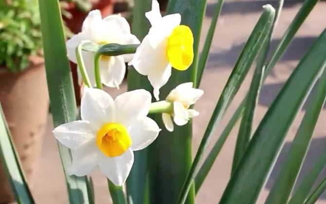 水仙花开完花以后怎么处理