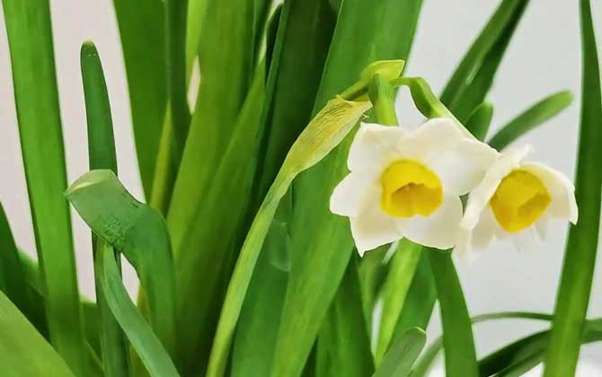 水仙花怎么养才能开花