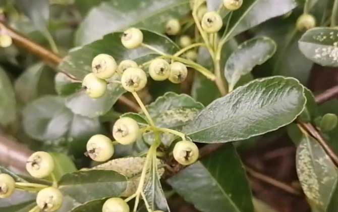 小丑火棘是什么植物