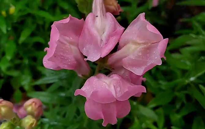 金鱼草是什么植物