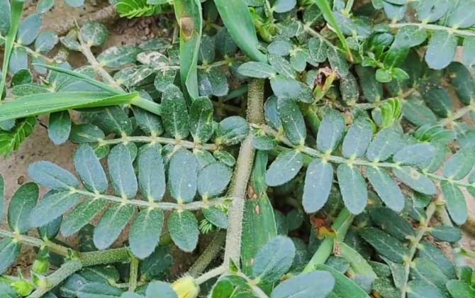 蒺藜是什么植物