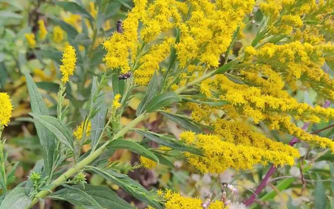 一枝黄花是什么植物