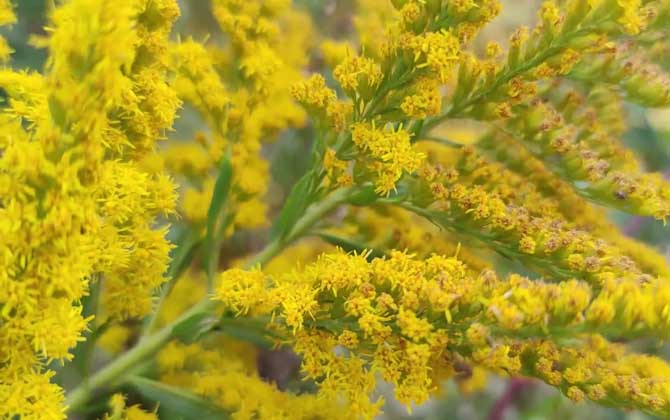 加拿大一枝黄花是什么植物