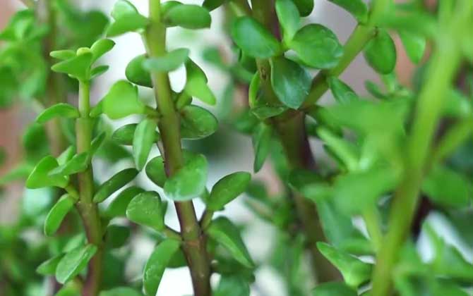 马齿苋树是什么植物