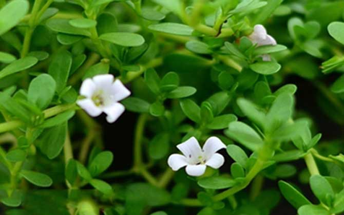 假马齿苋是什么植物