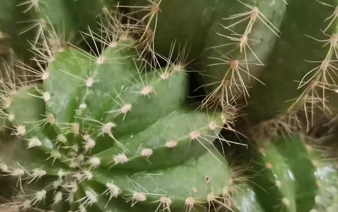 仙人球什么时候开花