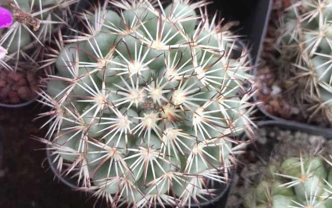 仙人球防辐射是真的吗