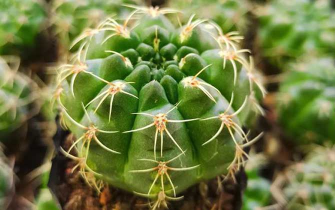仙人球怎么养才长得好