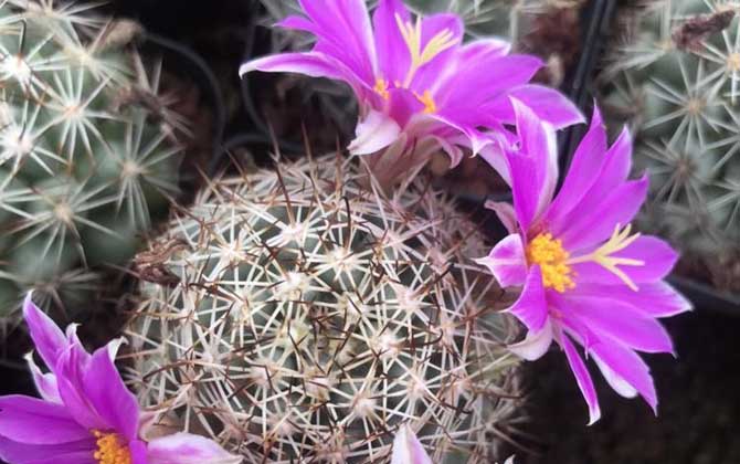 仙人球开花是什么兆头