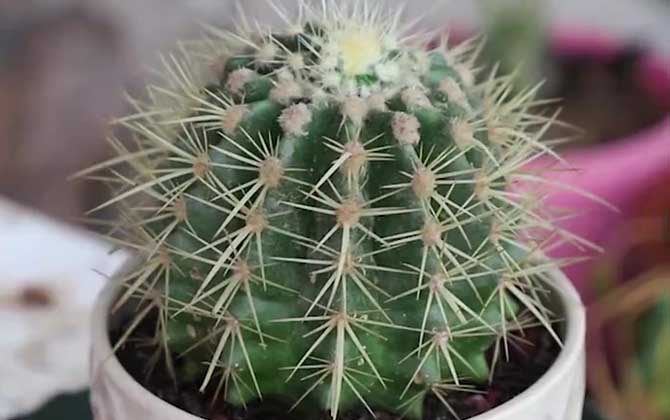 仙人球多久浇一次水